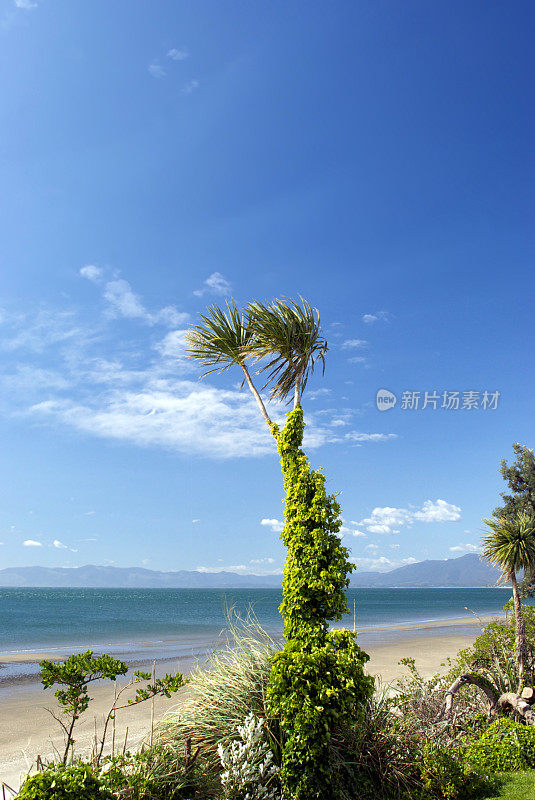 卷心菜树(Cordyline Australis)，新西兰